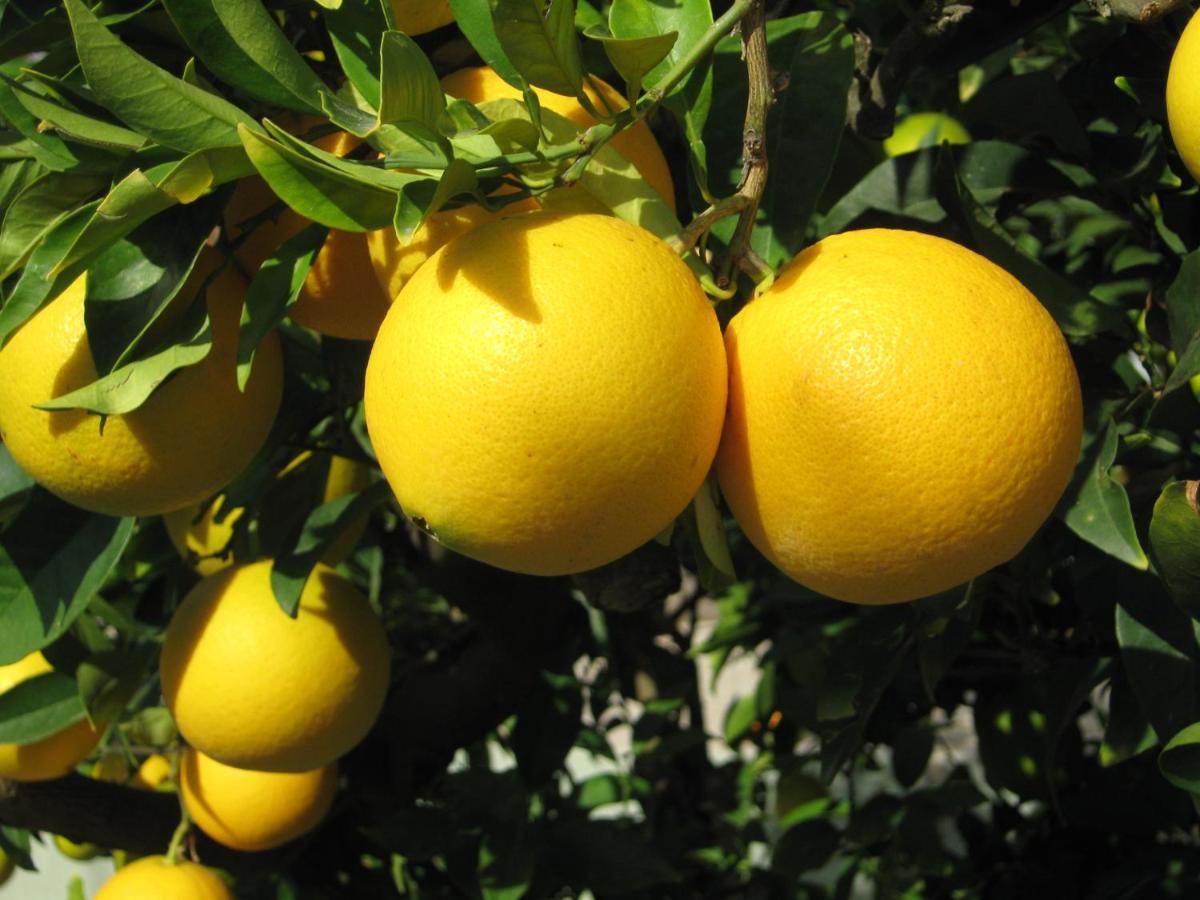 Orange Tree Garden Apartment Pefkochori Luaran gambar